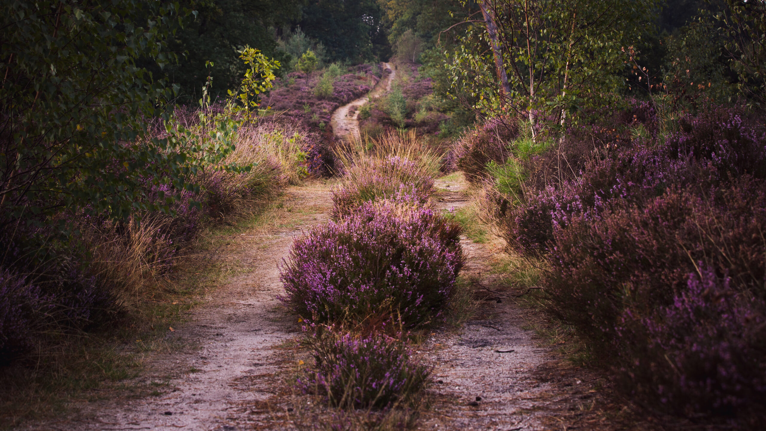 Nationaal Park Sallandse Heuvelrug
